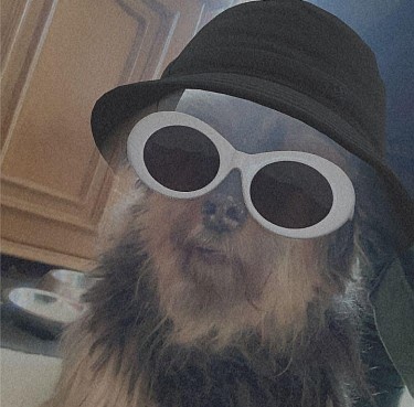 Inspiration dog with hat